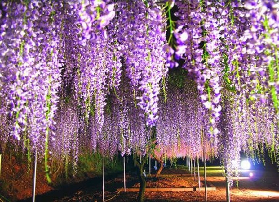 일본에서 열리는 등나무 축제