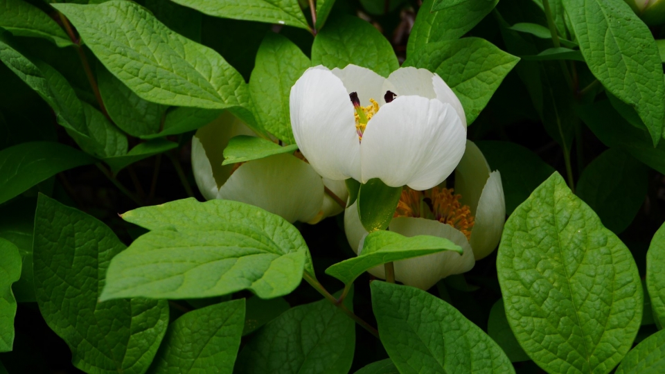 지리산에 자생하는 가장 아름다운 꽃 그 이름은 산작약입니다.